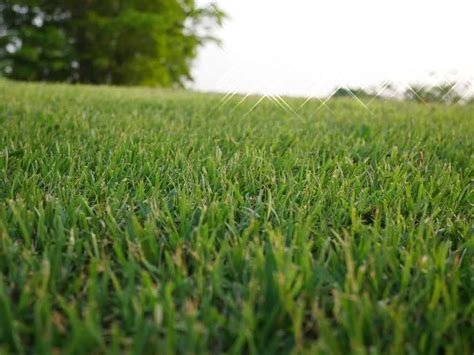 13 Different Types Of Bermuda Grass Bermuda Grass Lawn Pests