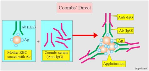 Coombs Test Direct For The Detection Of Antibody