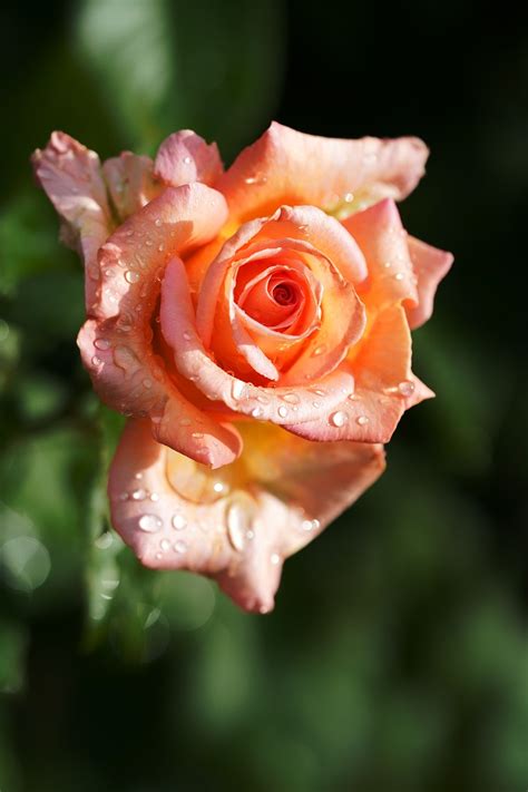 Flor Rosas Foto Gratuita No Pixabay Pixabay