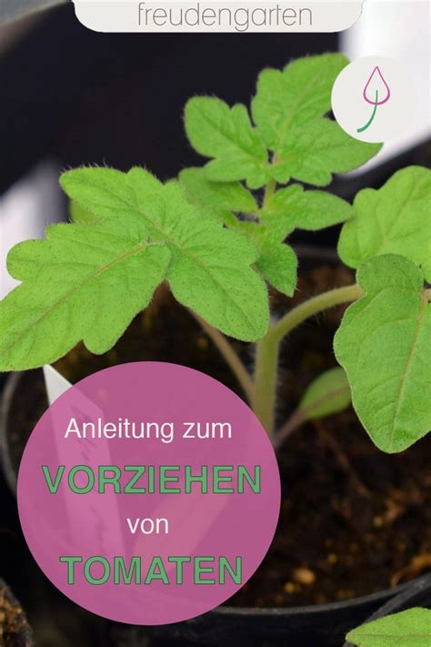 Eigene walnüsse ernten, im schatten des großen baumes sitzen und die auszeit genießen: Tomaten vorziehen und aussäen | Pflanzen ...