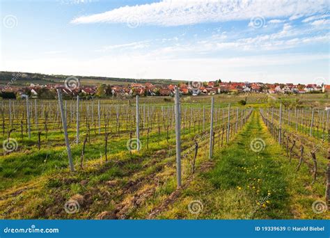 Vineyards In Spring With A German Village In The B Stock Image Image