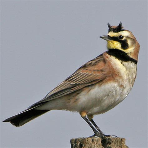 Your browser does not support the audio element. Horned Lark | BirdNote