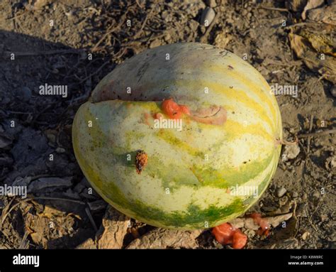 Chopped Old Rotten Watermelon An Abandoned Field Of Watermelons And