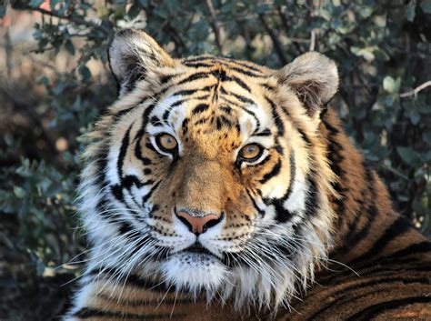 Tiger, largest member of the cat family (felidae), rivaled only by the lion in strength and ferocity. Heritage Park Zoo Bengal tiger 'Cassie' passes away | The ...