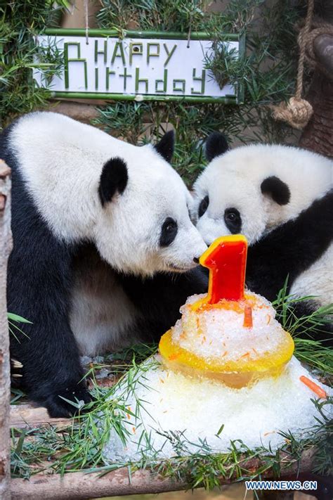 First Birthday Of Baby Giant Panda Celebrated In Malaysia Xinhua