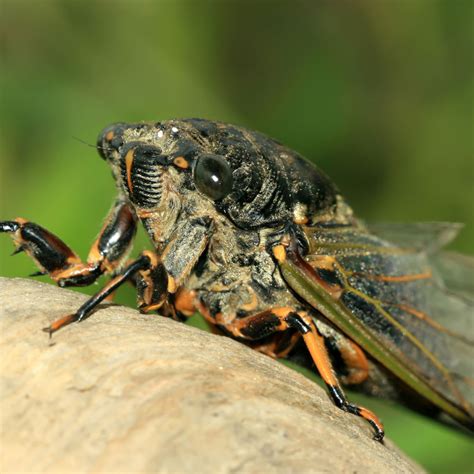Cicada videos and sounds alarm squawks and mating calls is also very helpful for identifying cicada sounds. 07 - Cicadas are the Barry White of the insect world ...