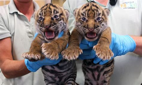 Endangered Sumatran Tiger Cubs Born At A Florida Zoo Daily Mail Online