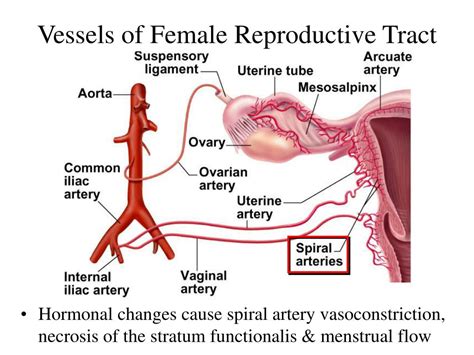 12 chapter 11 chapter 10 chapter 9 chapter 8 chapter 7 chapter 6 chapter 5 chapter 4 chapter 3 chapter 2 chapter 1. PPT - Chapter 28 The Female Reproductive System PowerPoint ...