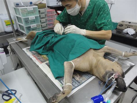 Spaying Subsidy For 1 Female Dog Lai Mei Kueens Animalcare
