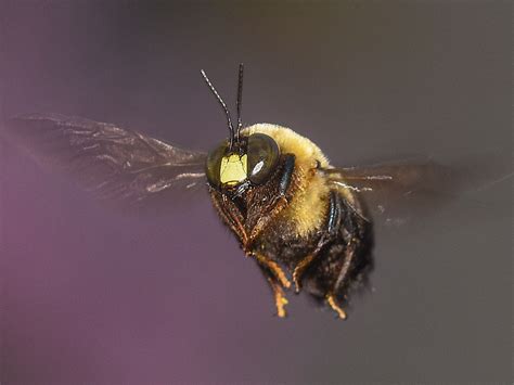 Bumble Bees Prevention Control And Facts About Bees