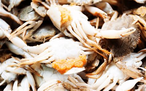 Whats The Orange Stuff Inside A Female Crab Crabbing Tips