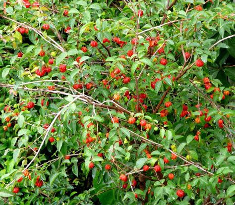 Polynesian Produce Stand ~surinam Cherry~ Fruit Tree