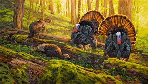 Original Oil Painting Eastern Wild Turkeys Ryan Kirby Turkey Drawing