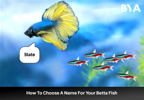 1500 Betta Fish Names For Any Color Gender Tail Type Personality