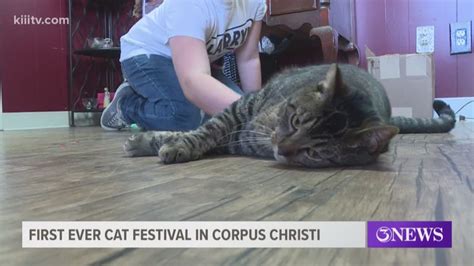 Corpus Christi S First Ever Cat Festival Kiiitv Com