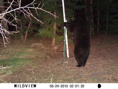 Strange Animal Behavior Why Does This Bear Walk Upright