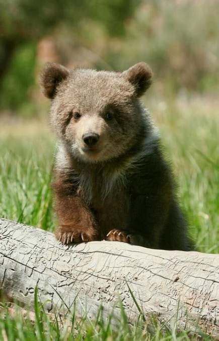 Photography Animal Wildlife Brown Bears 52 Ideas For 2019 Cute Wild