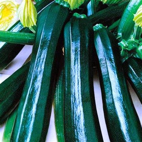 Zucchini Black Beauty 5 Fresh Seeds Etsy