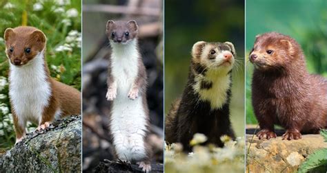 Stoat Vs Weasel Vs Ferret Vs Mink Complete Comparison