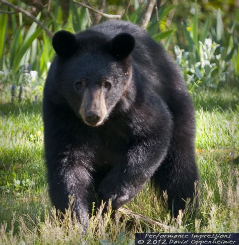 Maybe you would like to learn more about one of these? North American Black Bear - Ursus americanus ~ Concert ...