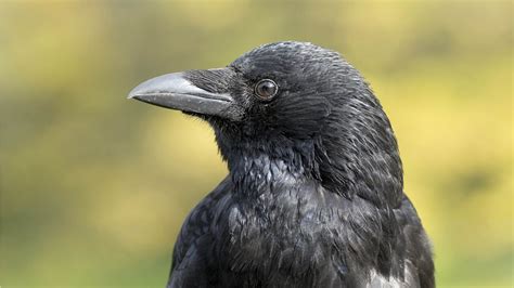Why Crows Are Much Smarter Than You Think Bbc Ideas
