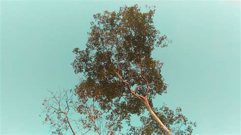 Gambar Pohon Hijau Kayu Tanaman Menanam Cabang Daun Langit