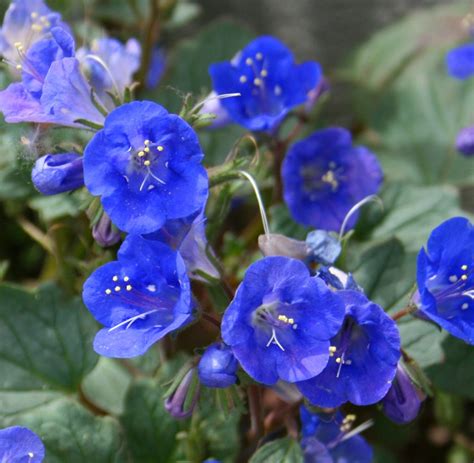 100 Us Native Wildflower Blue California Bluebell Phacelia Seeds