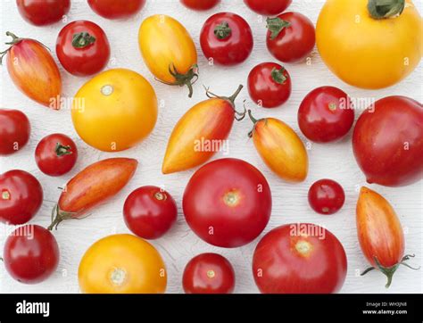 Solanum Lycopersicum Varieties Of Homegrown Tomatoes Including Golden