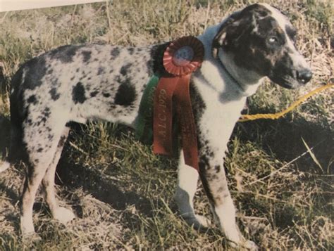 The Origins Of The Catahoula Cur Louisianas State Dog Curious