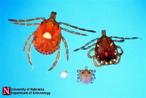 Tick Images Department Of Entomology