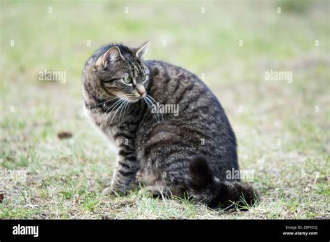 Striped Grey Tabby Cat Sitting On The Grass Looking Back Watchful