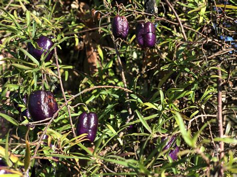 Purple Seed Pods Rwhatsthisplant