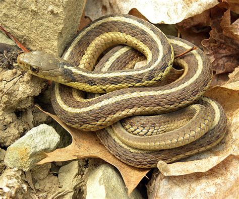Endangered New Jersey Snakes In New Jersey