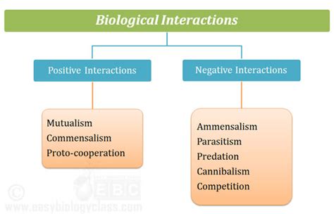 Interactions In An Ecosystem Ppt Example Easybiologyclass