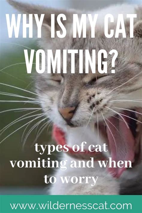 If your cat continues to vomit or has a history of chronic vomiting, further testing would be indicated as described below: Why is My Cat Throwing Up? Types of Cat Vomiting and When ...