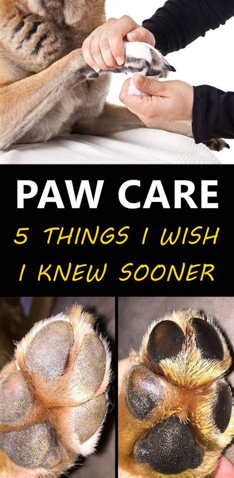 5 Dog Paw Care Tips Every Pet Parent Must Know Dog Paw Care Paw Care