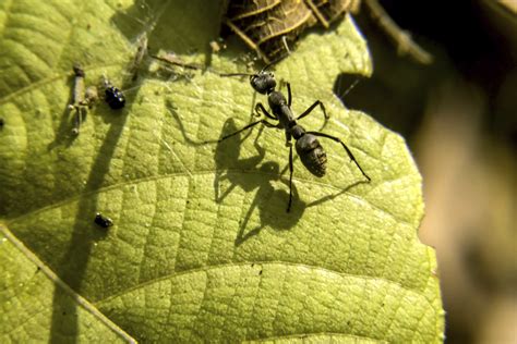 Ameisen unter dem rasen stören. Mittel gegen Ameisen: Ganz ohne Chemikalien | Garten-News ...