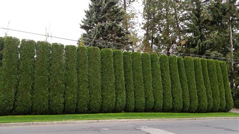 After pruning arborvitae hedge - Star Pruners - Spokane WA