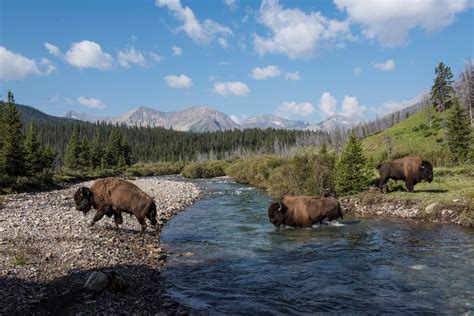 Bison In Banff Banff Ab Official Website