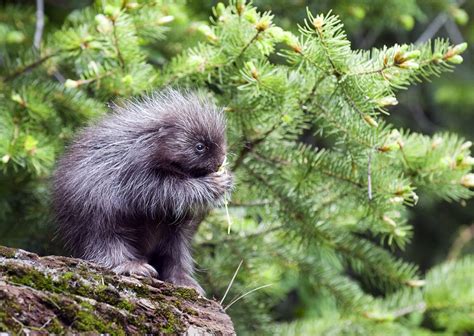 This Baby Porcupine Is Straight Out Of Bambi Baby