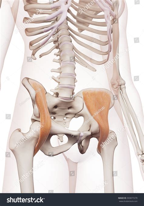 Medically Accurate Muscle Illustration Iliacus Stock Illustration 303077279
