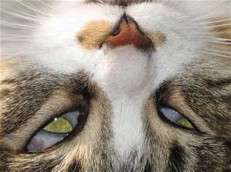 It should fade over 48 hours and shouldn't get any worse. Cat Third Eyelid