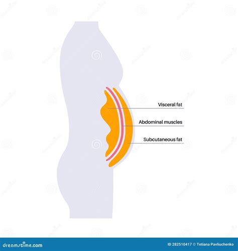 Visceral Fat Diagram Stock Vector Illustration Of Human 282510417