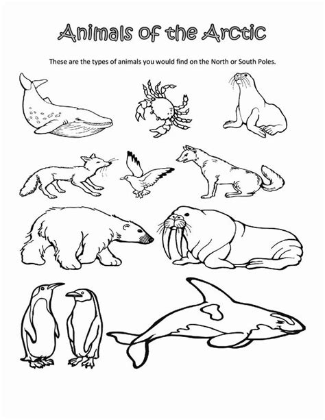 Arctic Animals Coloring Pages Best Coloring Pages For Kids In 2022