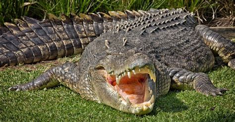 20ft Boat Sized Saltwater Crocodile Appears Literally Out Of Nowhere