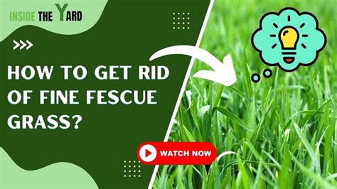 Know 4 Ways About How To Get Rid Of Fine Fescue Grass Youtube