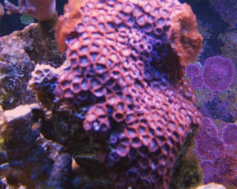 Sea Mat With Mushrooms Tank Shots Nano Reef Community