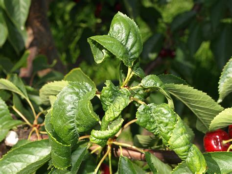 3 583 просмотра 3,5 тыс. Pests | BC Tree Fruit Production Guide