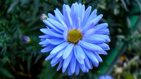 Know More About The Rarest Blue Flowers Ferns N Petals