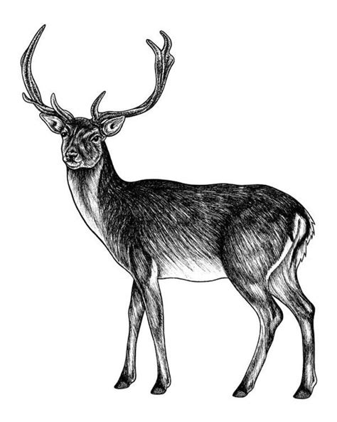 Sika Deer Stag Ink Illustration Art Print By Loren Dowding In 2021